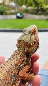 pet services in the Cambridge area